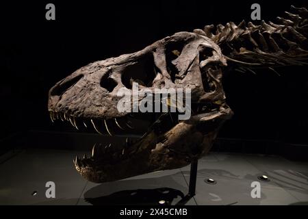 Leiden, The Netherlands - April 30, 2022: closeup of the head of real  Tyrannosaurus Rex skeleton. T-Rex dinosaur. Side view. Stock Photo