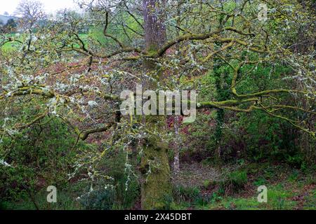 Old oak tree covered in moss ivy grey lichens  in rural Welsh countryside WALES UK KATHY DEWITT Stock Photo