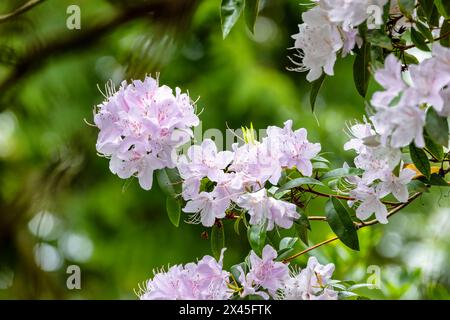 Rhododendron "Davidsonianum", plant with pale pink flowers, blooming in May. Blooms isolated against blurred green background. Dublin, Ireland Stock Photo