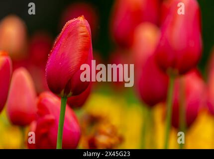 Tulip "Avignon", selective focus on single flower, blooming in Spring. Raindrops on vibrant orange red silky petals. Dublin, Ireland Stock Photo