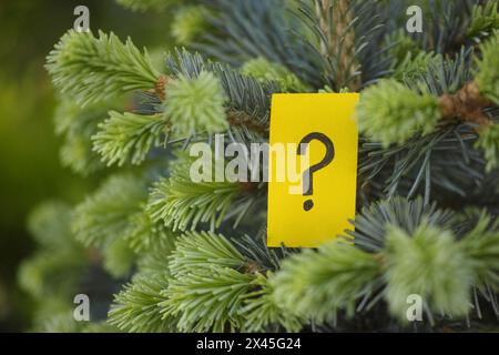 A yellow paper note with a question mark on it hanging on a subalpine fir. Close up. Stock Photo