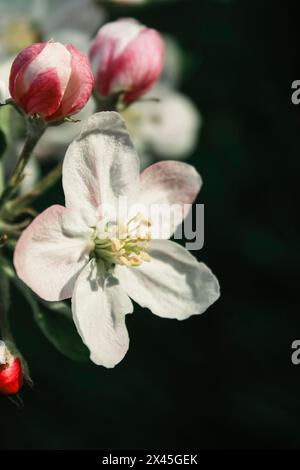Blooming apple tree flowers on twig Stock Photo