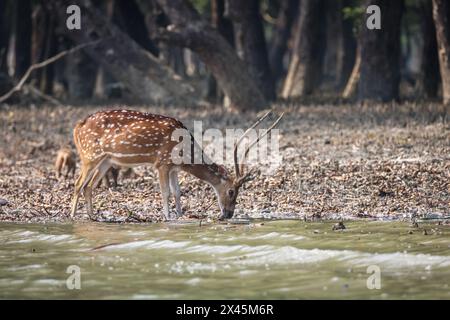 wild spotted deer drinking water from river.this photo was taken from Sundarbans National Park,Bangladesh. Stock Photo