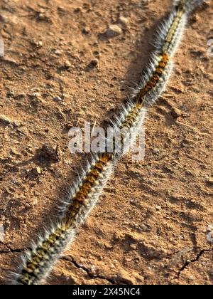 Thaumetopoea pityocampa, a species of defoliating lepidopteran, is a caterpillar with stinging hairs that lives on pine trees Stock Photo
