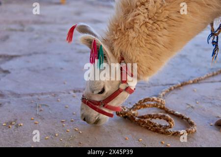 close-up portrait of beige llama with colorful wool on ears eating corn from the ground Stock Photo