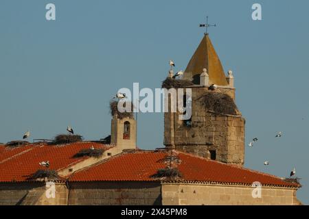 White storks nesting on the church of Malpartida de Caceres in Extremadura region, Spain Stock Photo