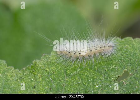 A white Salt Marsh Moth caterpillar, Estigmene acrea, eating a leaf in a springtime garden. Stock Photo