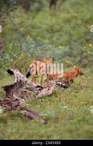 Indian wild dogs, or dholes, pictured in the beautiful jungle forest of Kabini, Karnataka India, during a five days safari. Stock Photo