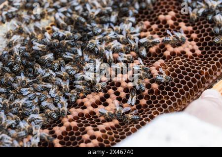 Top view closeup of many bees sitting on honeycomb in apiary in countryside Stock Photo