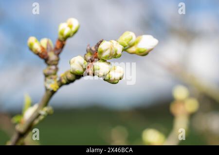 Macro shot of Chickasaw plum (prunus angustifolia) buds emerging into bloom Stock Photo