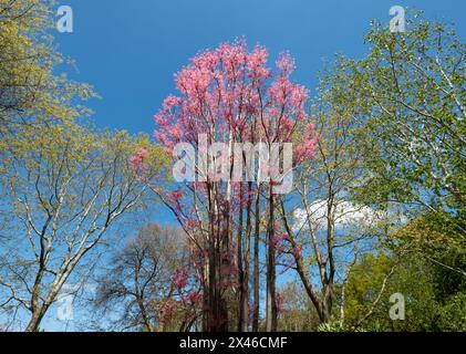 Stunning wispy pink leaves of the Toona Sinensis Flamingo or Chinese Cedar tree, photographed on a sunny spring day at RHS Wisley garden, Surrey, UK Stock Photo