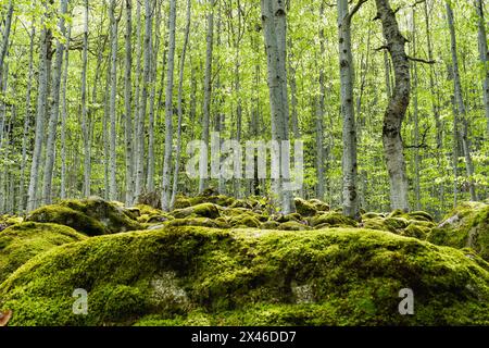 Dense evergreen forest with tall trees covered by moss in Pyrenees Stock Photo