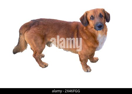 Mixed dachshund with a red mongrel isolate on a white background close-up. Stock Photo