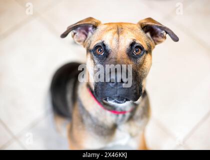 A Shepherd x Hound mixed breed dog sitting and looking up at the camera Stock Photo