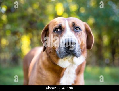 A Hound mixed breed dog outdoors looking sideways with a nervous expression Stock Photo
