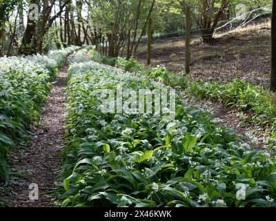 April 2023 - Wild garlic in bloom near Cheddar, Somerset, England, UK. Stock Photo