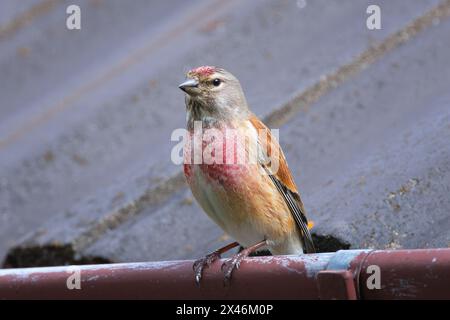 common linnet in urban area, bird on top of a house (Linaria cannabina) Stock Photo