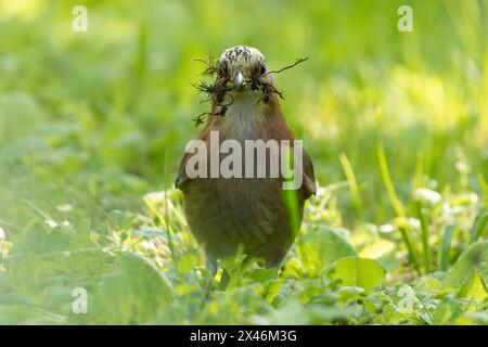 eurasian jay closeup in mating season (Garrulus glandarius), bird with material for nesting Stock Photo