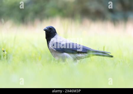 hooded crow looking at the camera on green lawn (Corvus corone cornix) Stock Photo