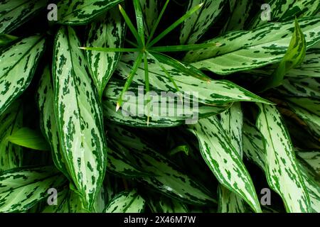 Aglaonema plant with its completely green or variegated leaves. Plants and flowers. Preserved flora Stock Photo