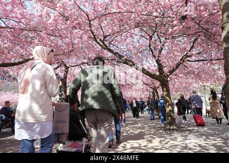 Stockholm, Sweden - April 30, 2024: View from the Kungstradgarden park with people walking under Japanese Cherry trees blossom. Stock Photo