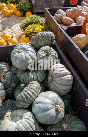 A stack of green gourds and orange pumpkins at a Fall Harvest Festival exudes a distinct charm Stock Photo