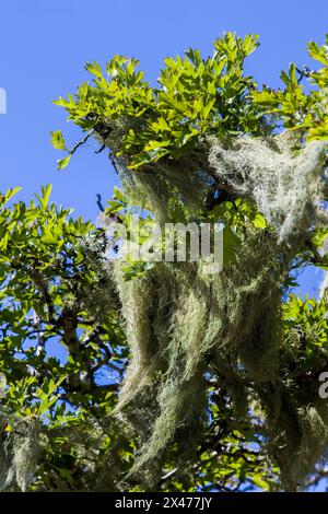 Beard lichen (Usnea articulata) growing on a hawthorn tree (Crataegus sp.). Lichens are formed from the symbiotic association between a fungus and an alga. Photographed in Cornwall, UK. Stock Photo