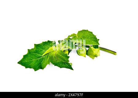 Physalis not ripe on a branch with green leaves isolated on a white background Stock Photo