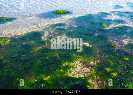 Seaweed, Common Green Algea, Sea Lettuce (Ulva lactuca) - found growing in shallow water during low tide at Crescent Beach, B. C., Canada. Stock Photo