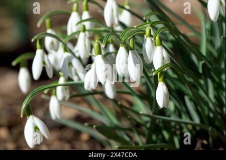Common Snowdrops (Galanthus nivalis) - meaning 'milk flower of the snow' - blooming in late February - Pacific Northwest. Stock Photo