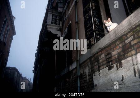Cat in window, Venice, Italy Stock Photo