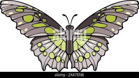 Malachite is a neotropical brush-footed butterfly. Vector illustration Stock Vector