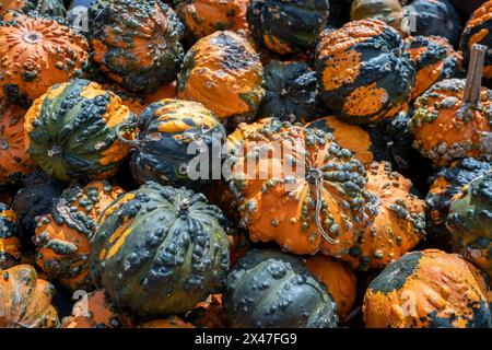Visitors to the festival pause to admire the stack of orange and green gourds, captivated by their vibrant colors and intriguing textures. Stock Photo