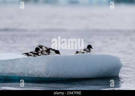 Close-up of four Cape Petrels - Daption capense- resting on an iceberg near Danco Island, on the Antarctic Peninsula Stock Photo