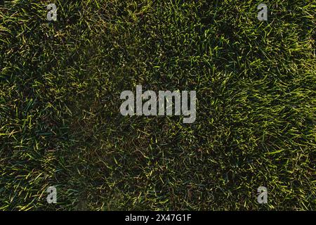 Green cut grass texture, green nature background Stock Photo