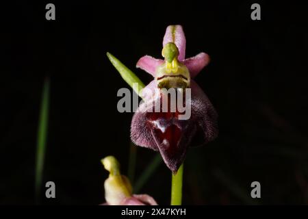 Flower of the elegant orchid (Ophrys elegans), a terrestrial orchid on Cyprus Stock Photo