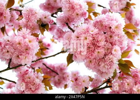 japanese clove cherry tree flowers background, prunus serrulata isolated on white background, pink cherry blossom tree in spring Stock Photo
