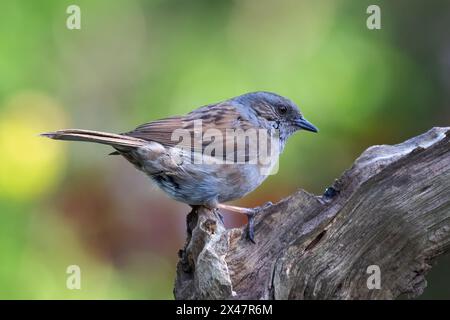 A close up of a dunnock, Prunella modularis, on an old log. It is also known as a hedge sparrow Stock Photo
