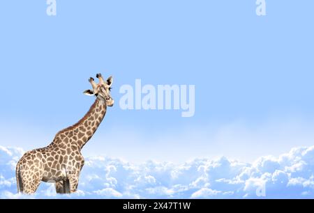 Cute curiosity giraffe on sky landscape background. The giraffe looks interested. Animal stares interestedly. Beautiful scenic with giraffe in the clo Stock Photo