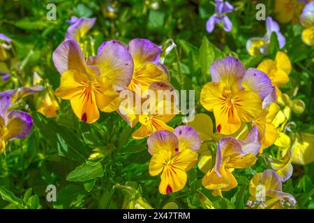 Pansy flowers in the garden in spring Stock Photo