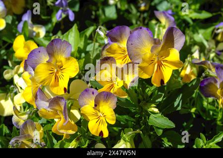 Pansy flowers in the garden in spring Stock Photo