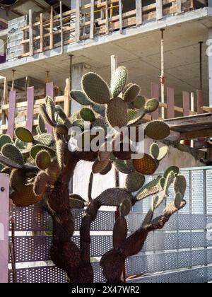 Cactus against the background of a building under construction. Construction in the subtropics. spiny plant Stock Photo
