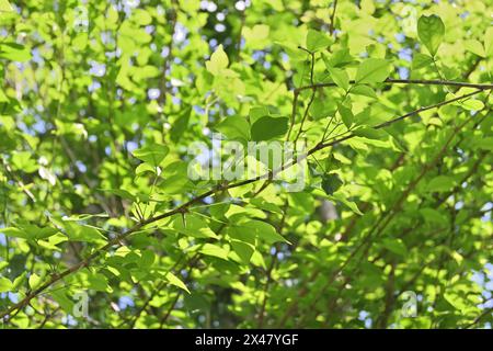 A view of a golden apple tree twig (Aegle marmelos) with bright green leaves in the background due to exposure to sunlight. Stock Photo