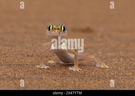 Namib sand (web footed) gecko (Pachydactylus rangei) Stock Photo