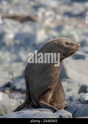 Antarctic Fur Seal (Arctocephalus gazella) on Hydrurga Rocks in Palmer Archipelago, Antarctica. Stock Photo