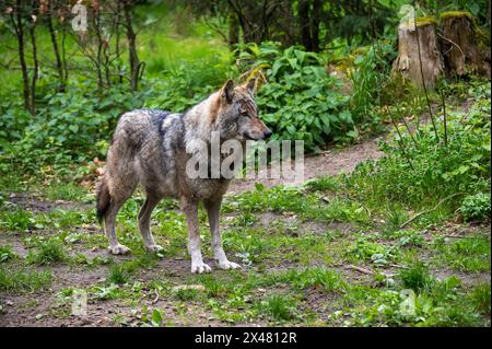 A Eurasian wolf stands in the forest Stock Photo