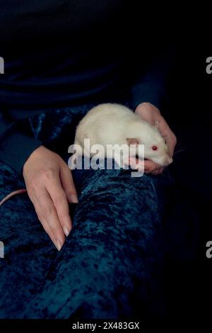 albino standard rat cuddles with its owner Stock Photo