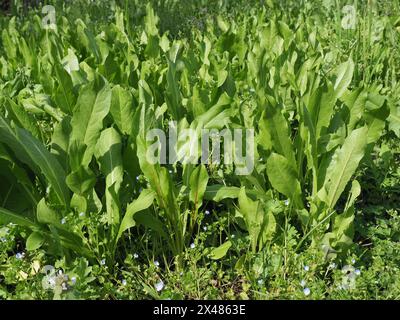 common chicory salad plant scientific name Cichorium intybus Stock Photo