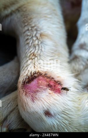 White dog in India with pink wound on front legs infected with fleas. Veterinary care needed urgently Stock Photo