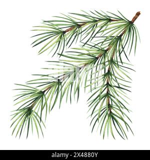 Pine tree branch. Christmas traditional plants in vintage. Fir twig with green needles. Hand drawn watercolor illustration for winter holiday decorati Stock Photo